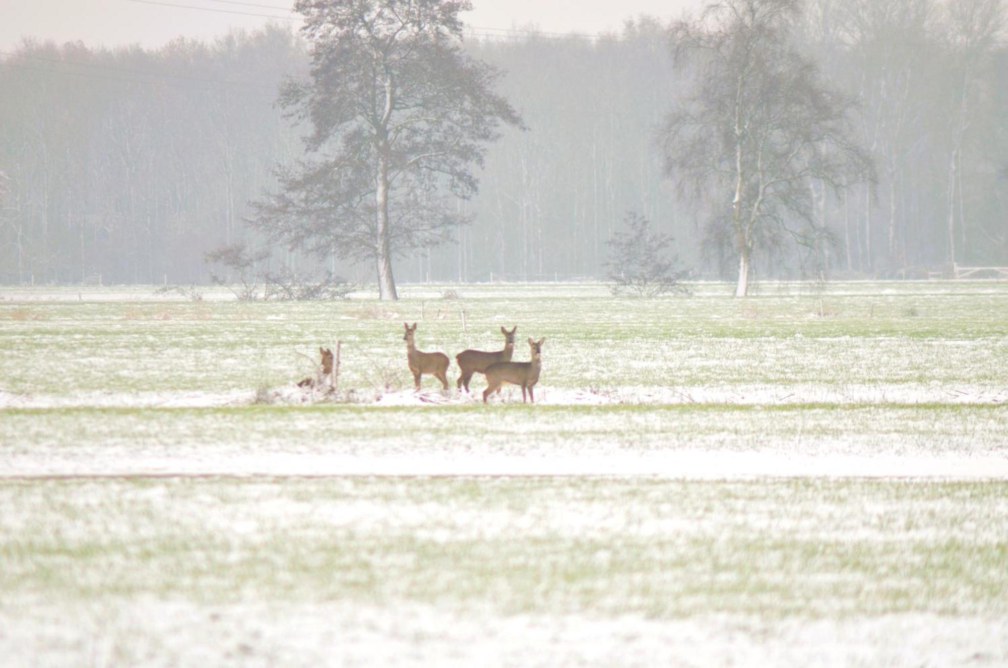 Prive In Een Bosrijke Omgeving Welkom Bij Gastenverblijf Het Ontsnapte Schaap In Jubbega Exterior foto